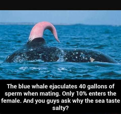 how many gallons do whales ejaculate|Blue Whale Phallacy .